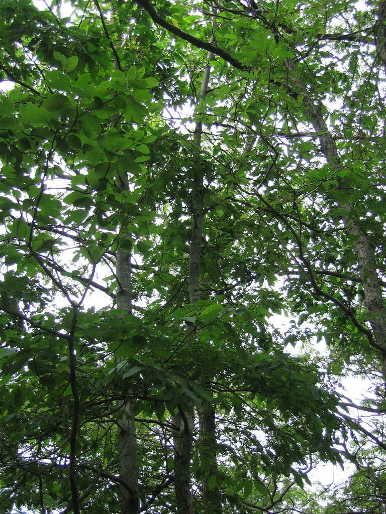 American Chestnut Tree