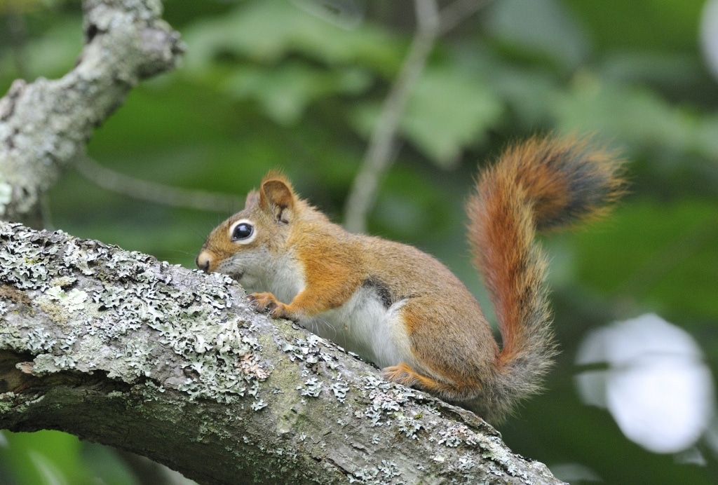 American Red Squirrel