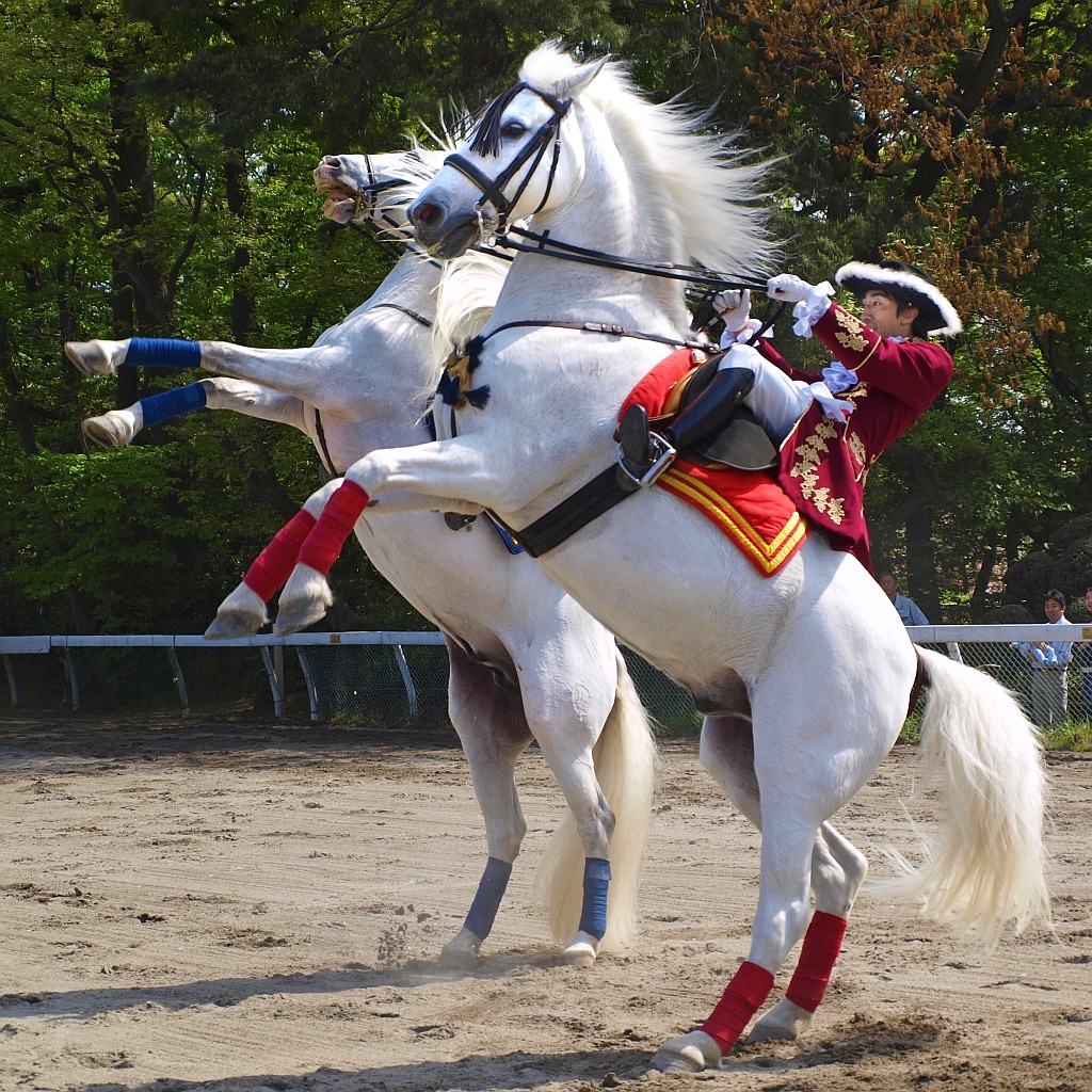 Andalusian horse