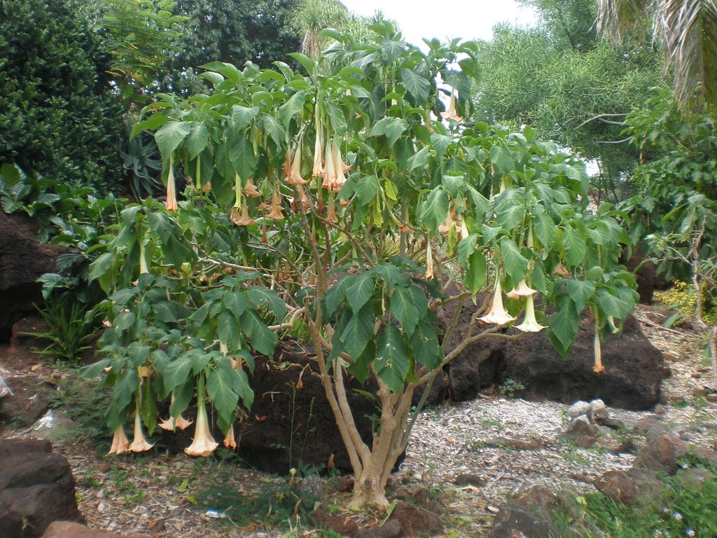 Angel's Trumpet