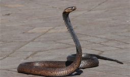 Animals that Eat Snakes
