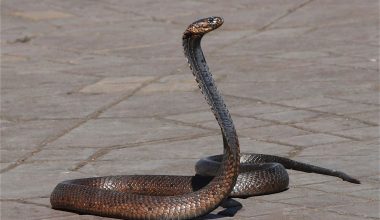 Animals that Eat Snakes