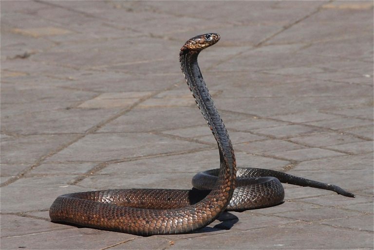 Animals that Eat Snakes