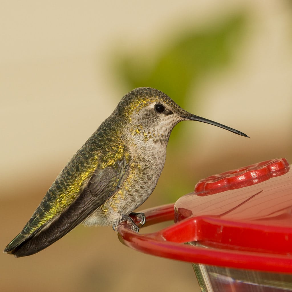 Anna’s Hummingbird