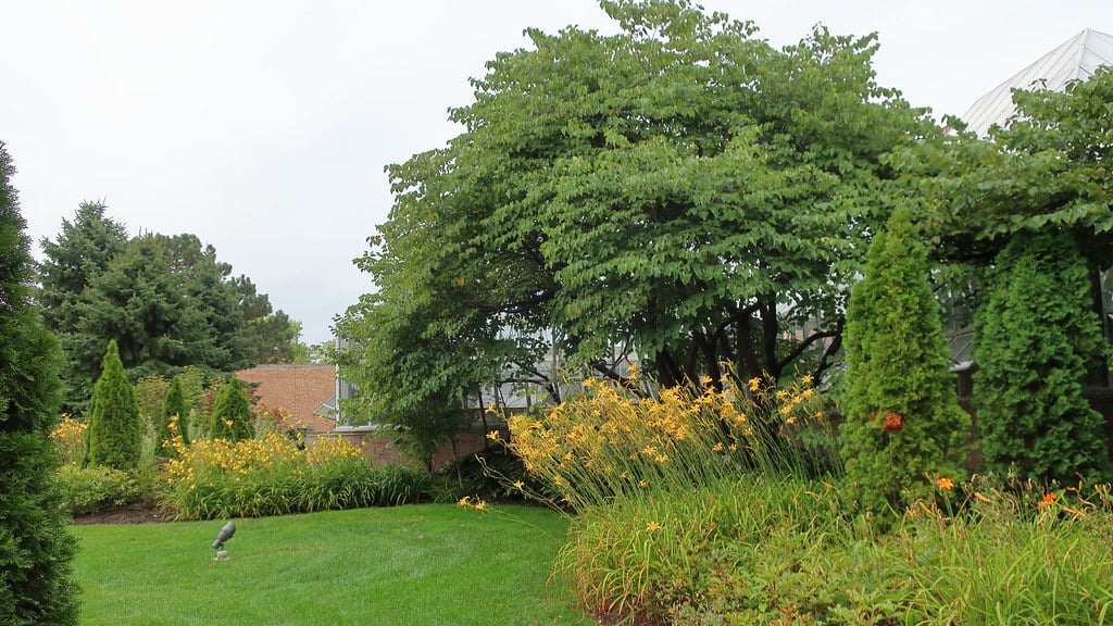 Arborvitae Tree