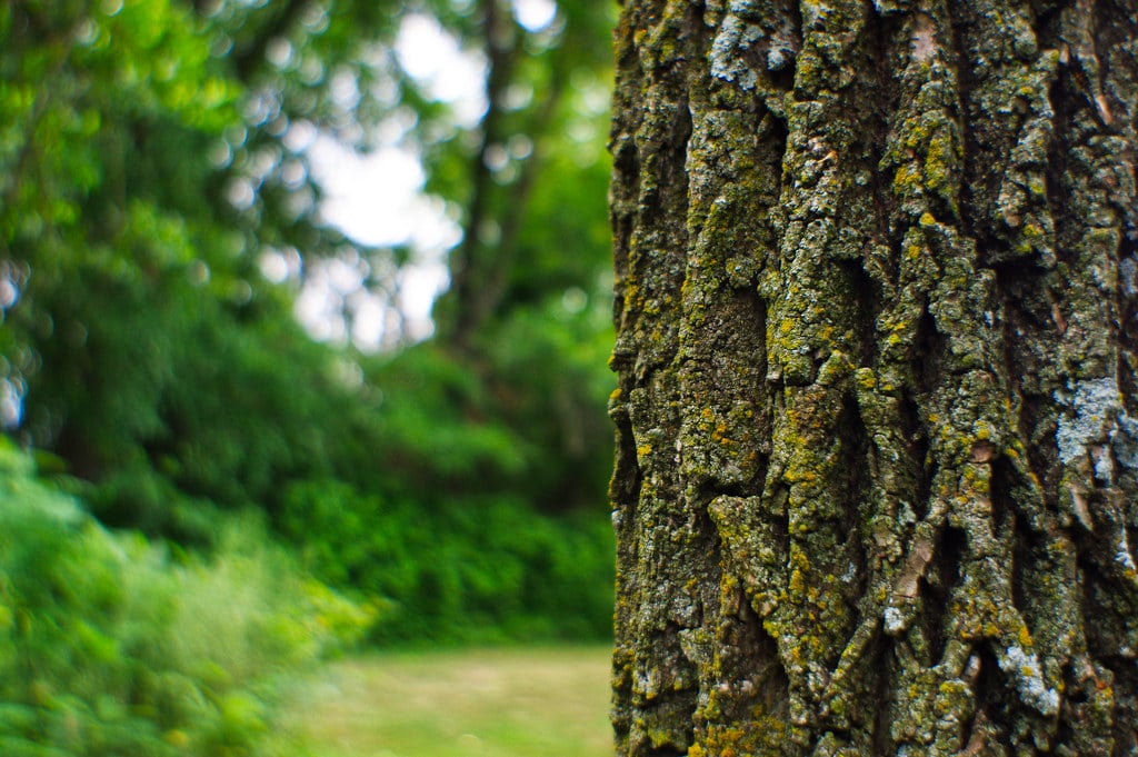 Ash Tree Bark