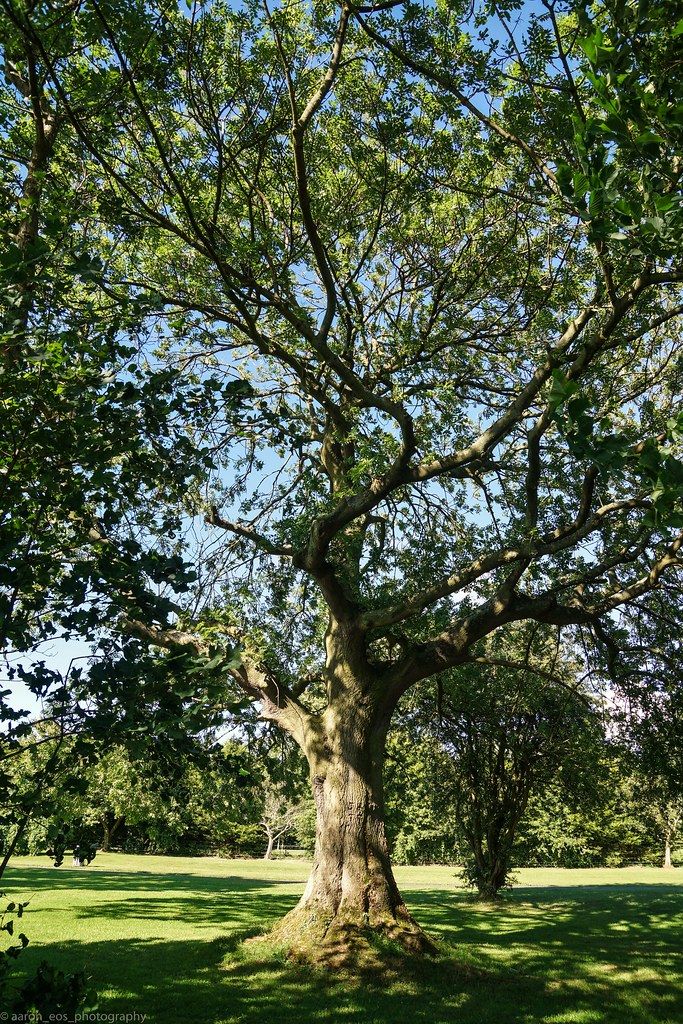 Ash Tree