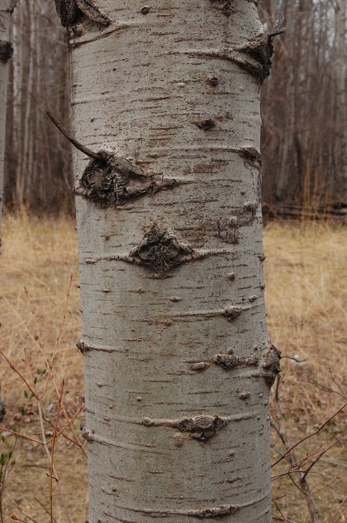 Aspen Bark