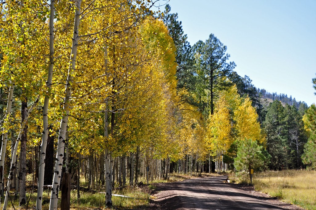 Aspen Tree