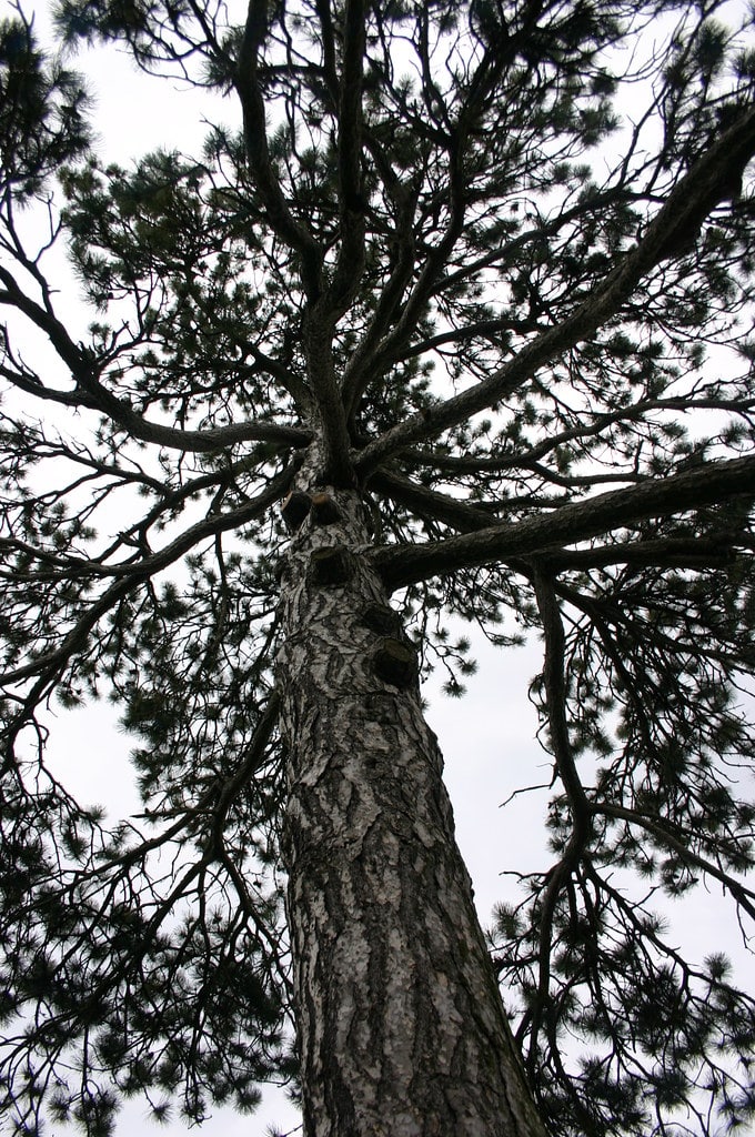 Austrian Pine