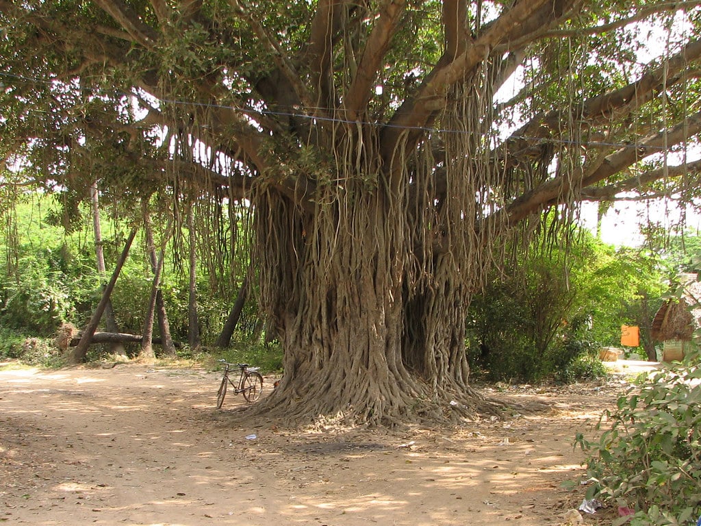 Banyan Tree