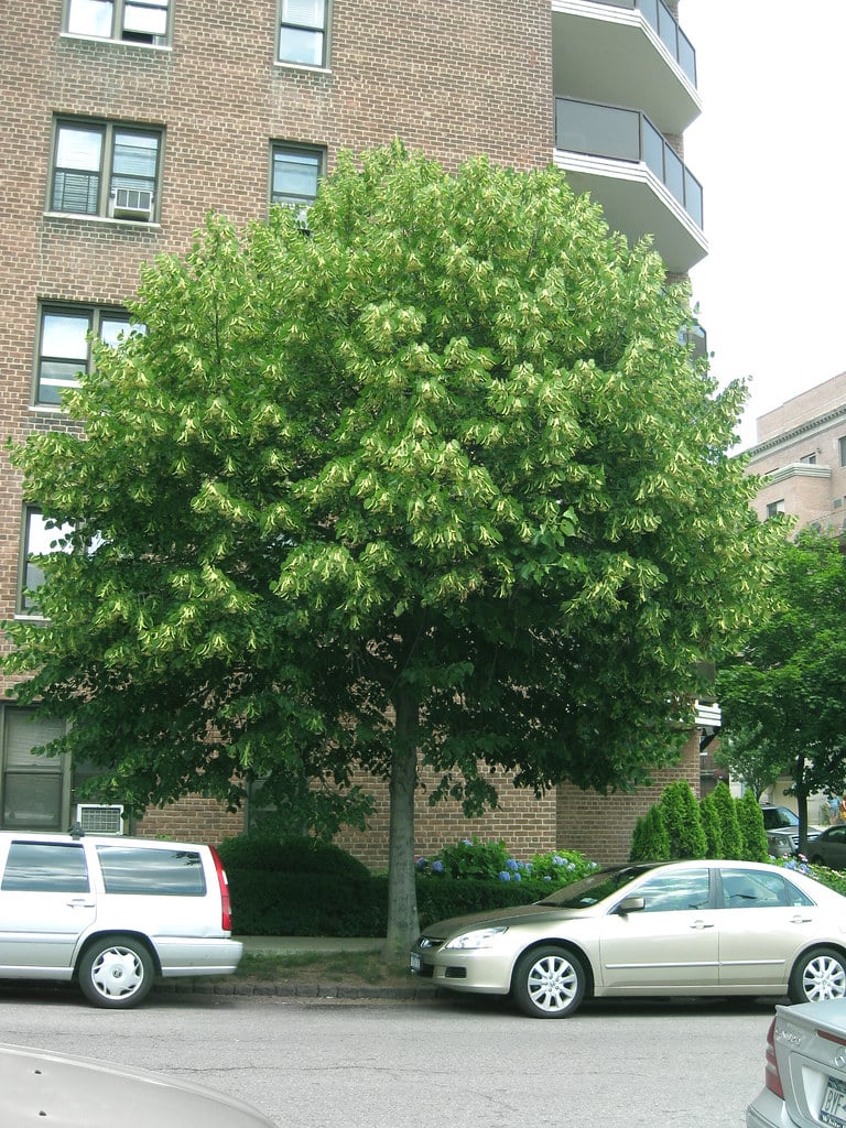 Basswood Tree