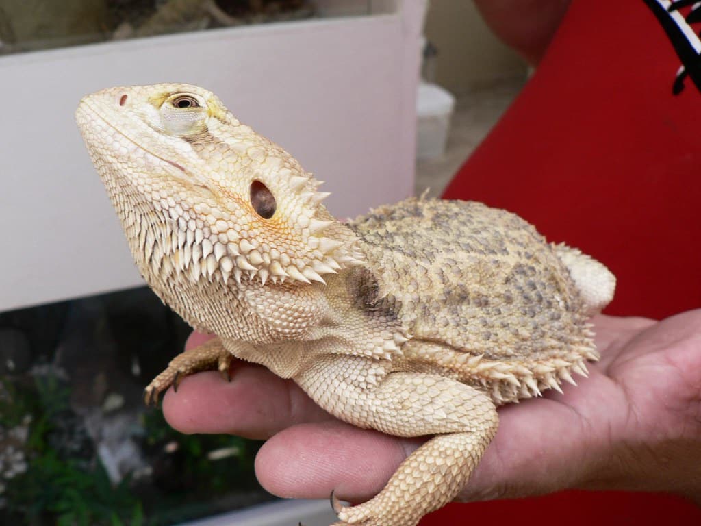 Bearded Dragon