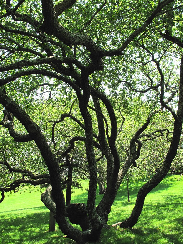 Black Cherry Tree