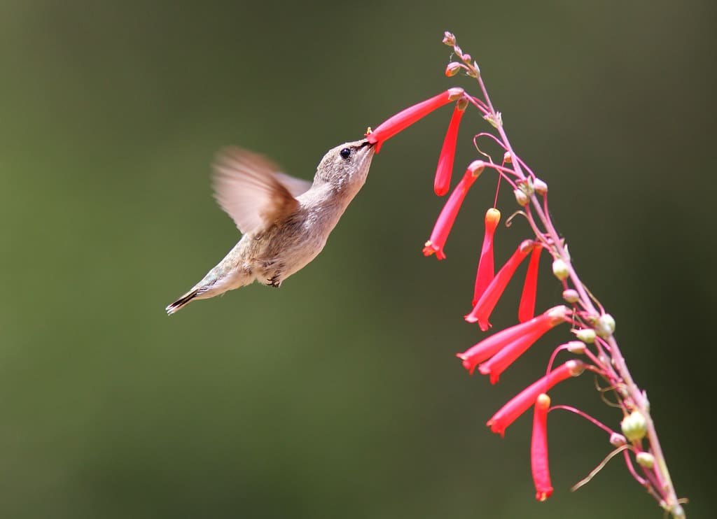 Black-Chinned Hummingbird