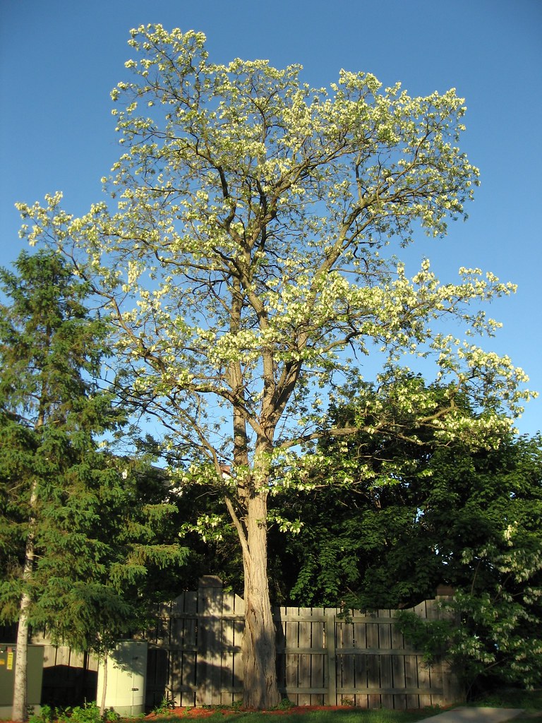 Black Locust Tree