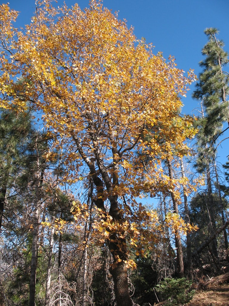 Black Oak Tree