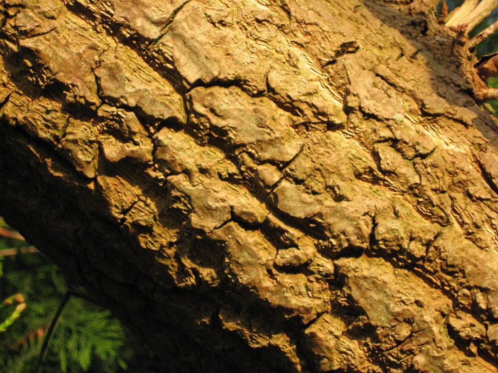 Black Poplar Tree Bark