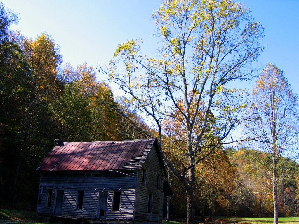 Black Walnut Tree