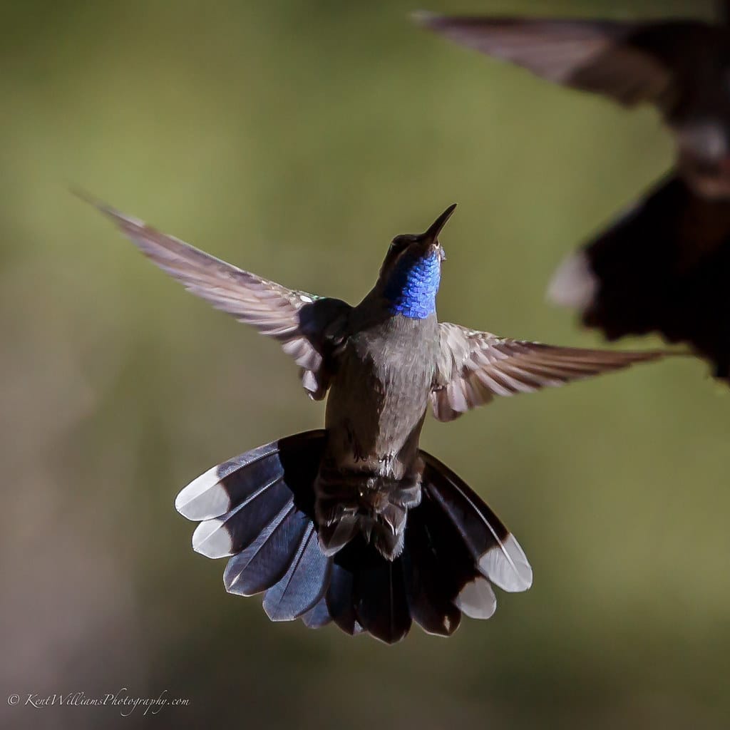 Blue-Throated Hummingbird