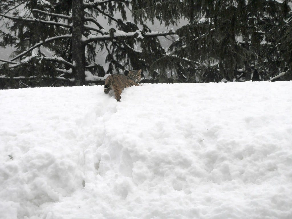 Bobcat