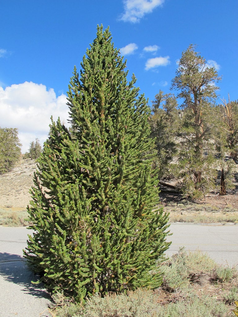 Bristlecone Pine