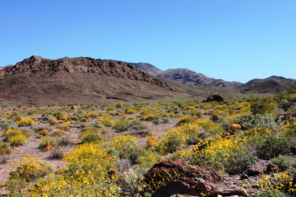 Brittlebush