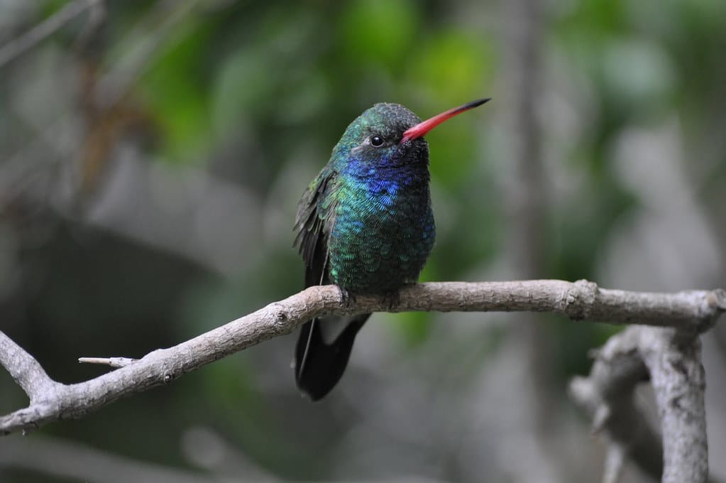 Broad-Billed Hummingbird