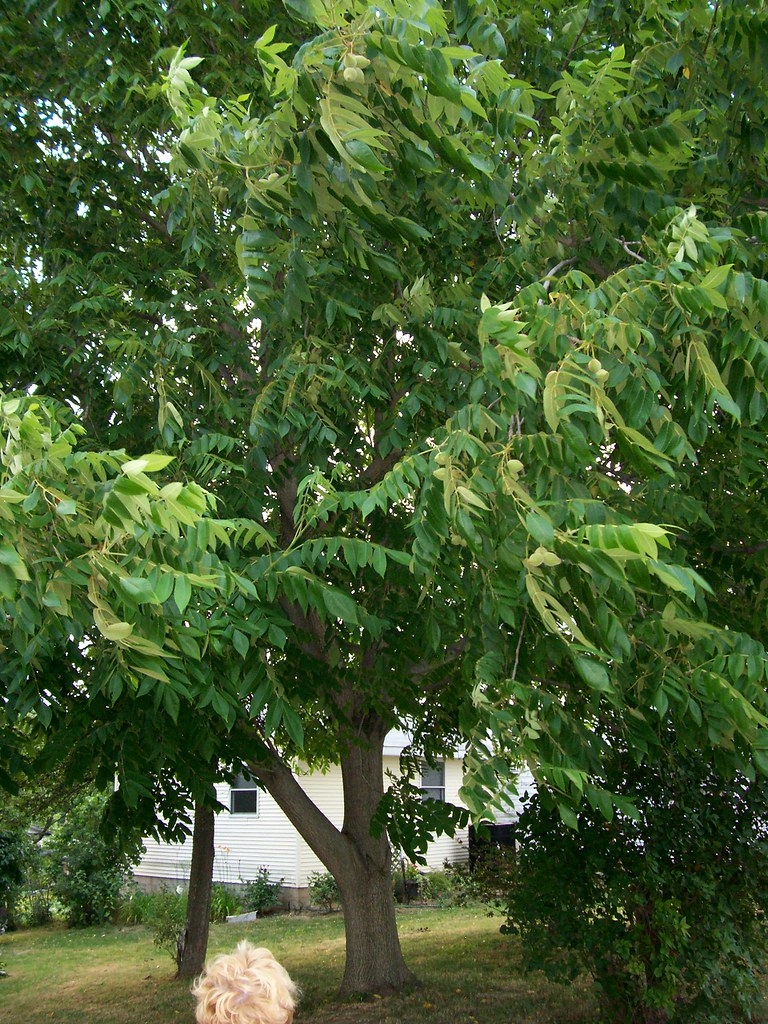 Butternut Tree