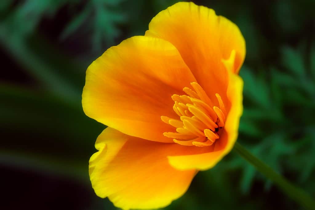 California Poppy