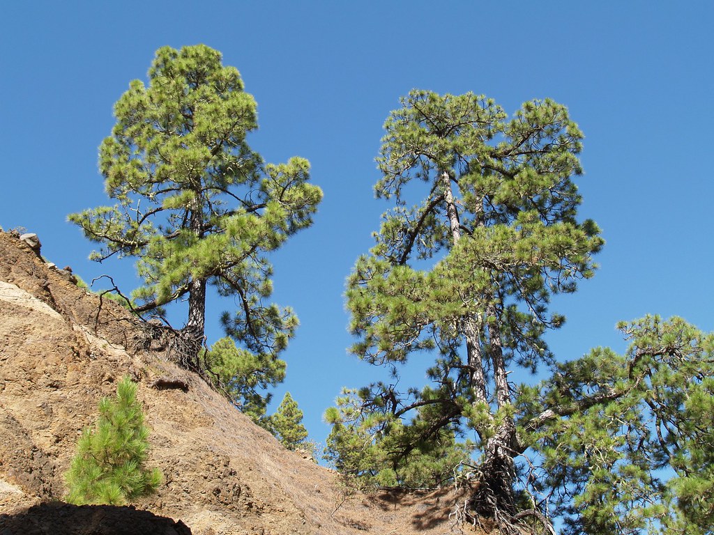 Canary Island Pine