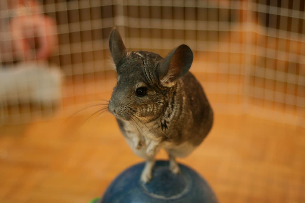 Chinchilla