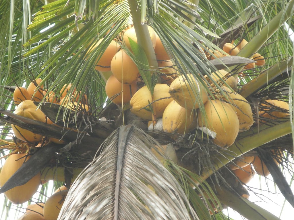 Coconut Palm Tree