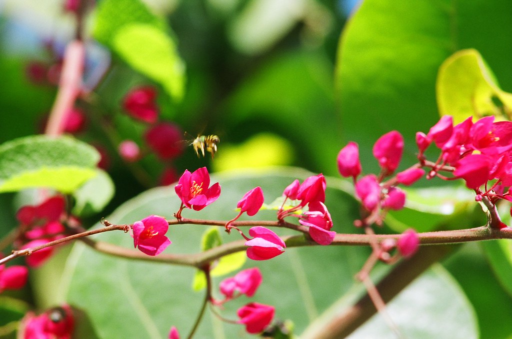 Coral Vine