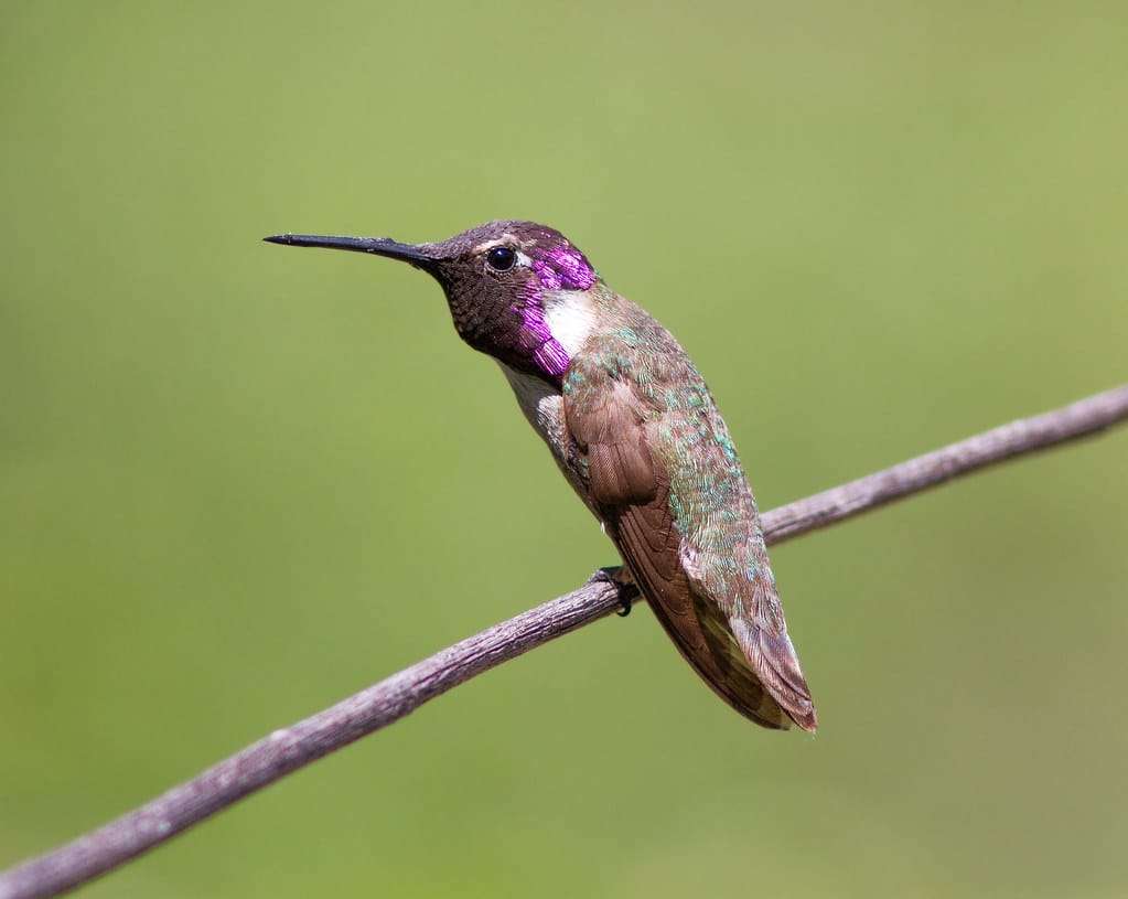 Costa's Hummingbird