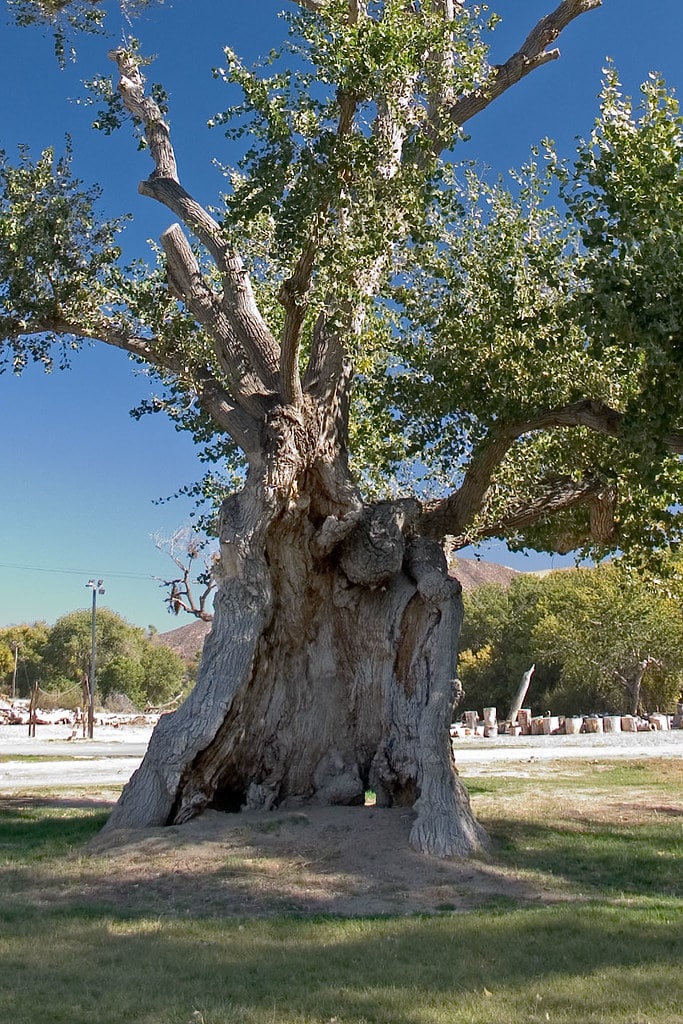 Cottonwood Tree