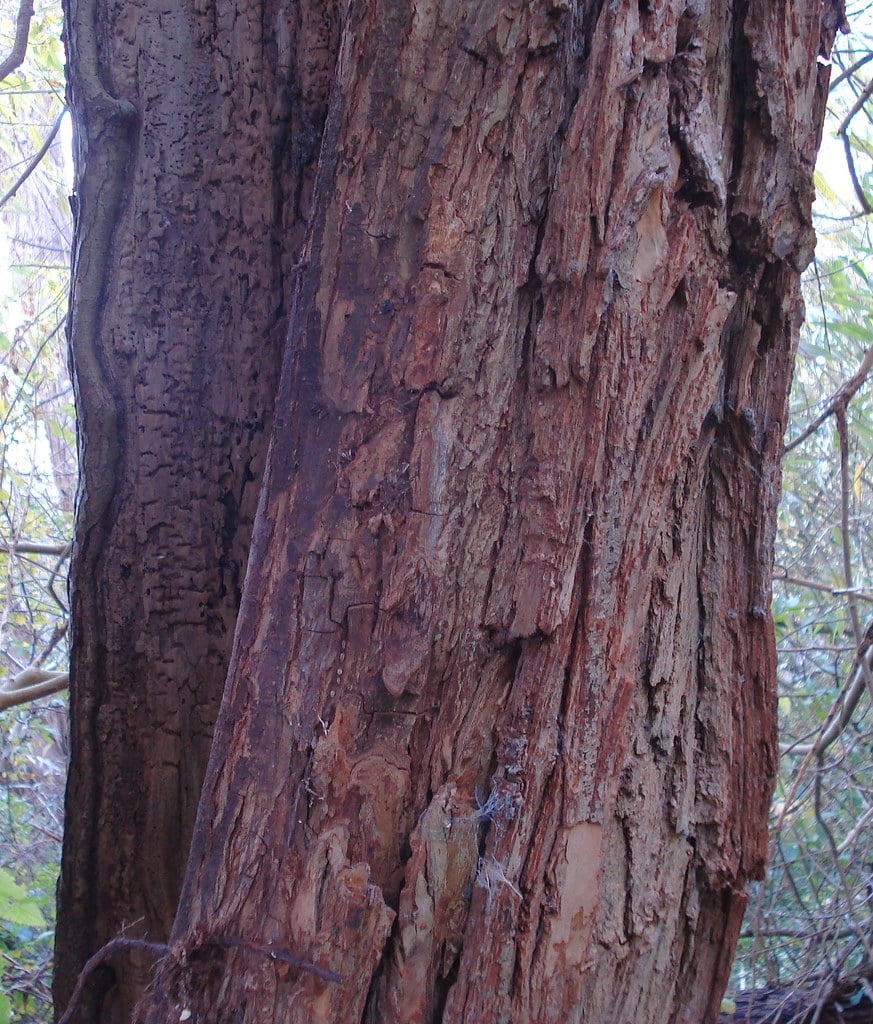 Crack Willow Bark