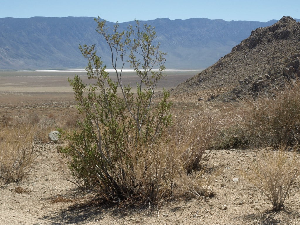 Creosote Bush