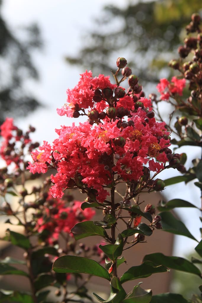 Crepe Myrtles Tree