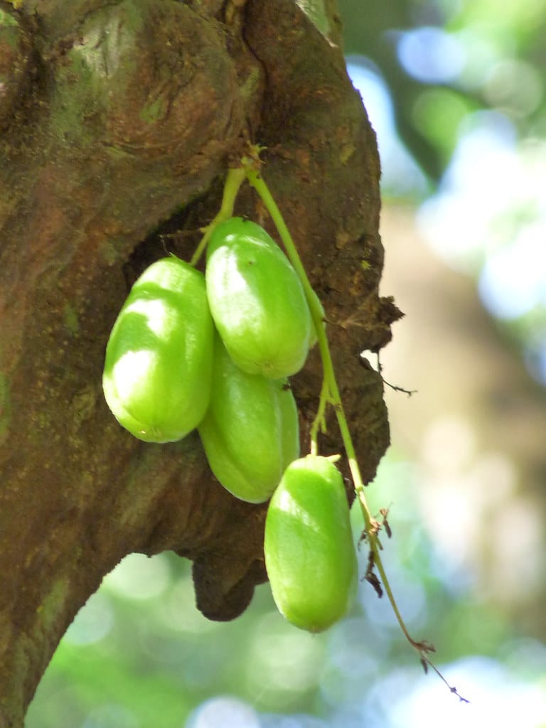 Cucumber Tree