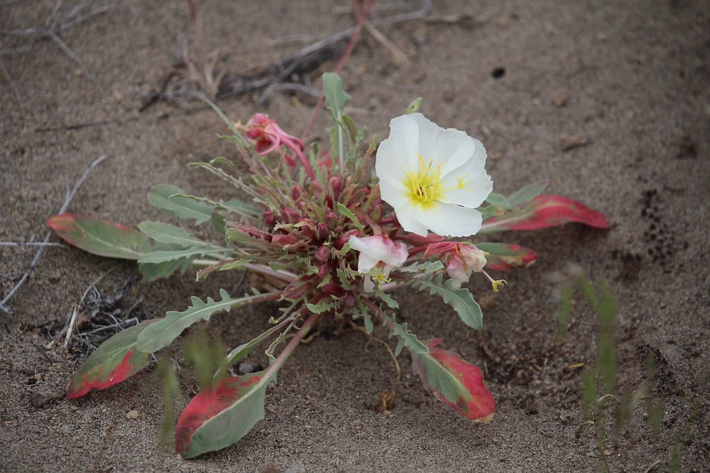 Desert Primrose