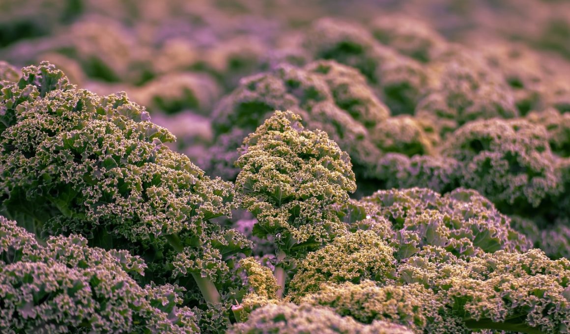 Different Types of Kale