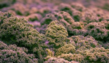 Different Types of Kale