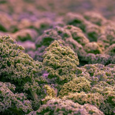 Different Types of Kale