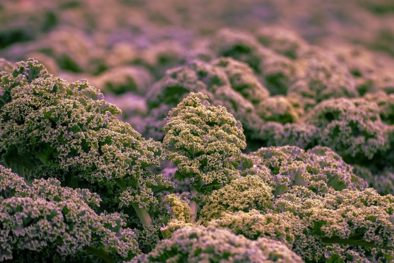 Different Types of Kale