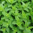 Different Types of Mint