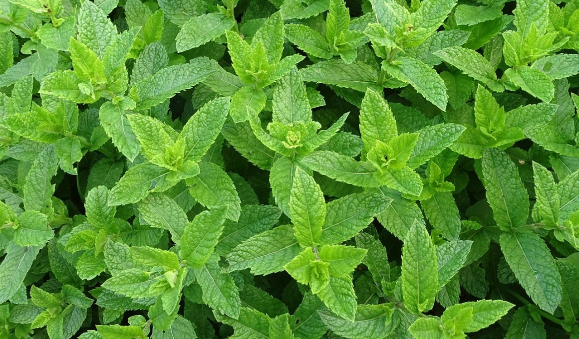 Different Types of Mint