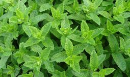 Different Types of Mint