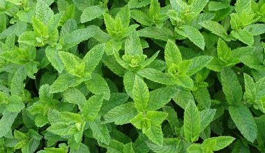 Different Types of Mint
