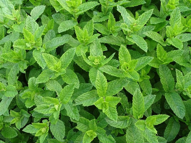 Different Types of Mint